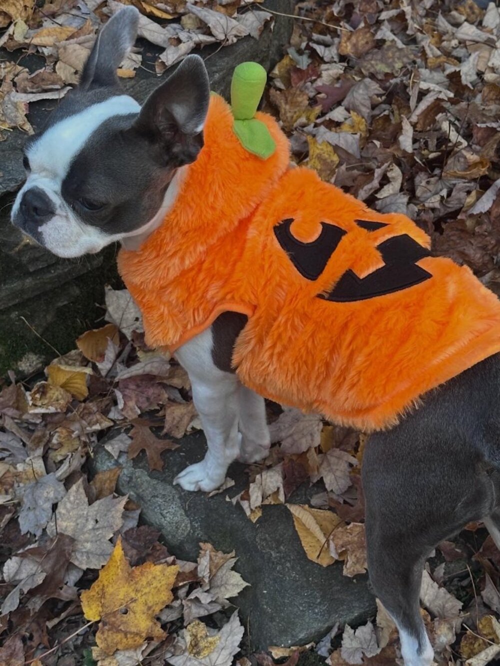 Pumpkin Dog Costume M Jack O Lantern Hooded Halloween Pet Outfit